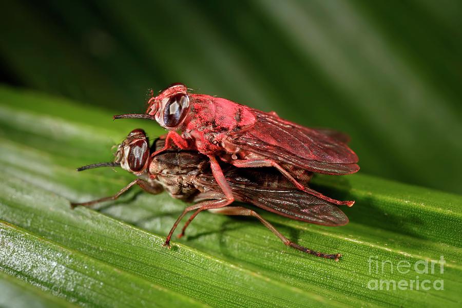 Mating Male Tsetse Fly With Tracking Powder And Biocide Photograph by  Ird/vectopole Sud/patrick Landmann/science Photo Library - Fine Art America