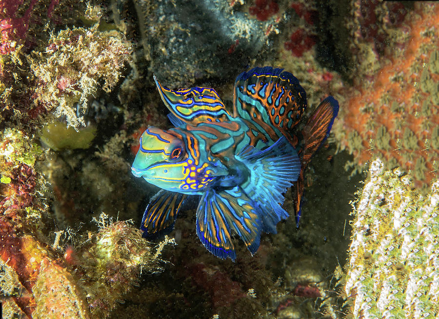 Mating Mandarinfish #2 Photograph by Kelly Walkotten - Fine Art America