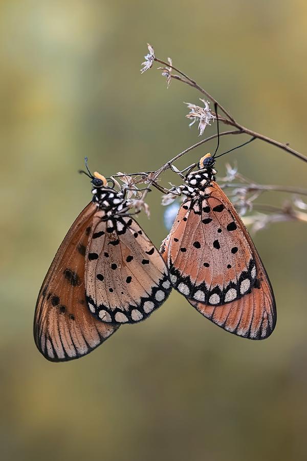 Mating Moment Of Butterflies Photograph by Wahyu Winda