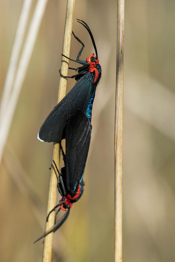 Mating Moths Photograph by Robert Potts