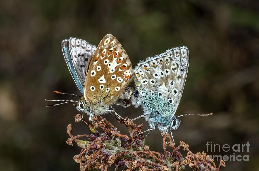 Butterfly Photograph - Mating Pair Of Chalk-hill Blue Butterfly by Bob Gibbons/science Photo Library