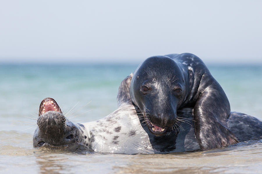 Grey Photograph - Mating Seals by Hillebrand Breuker