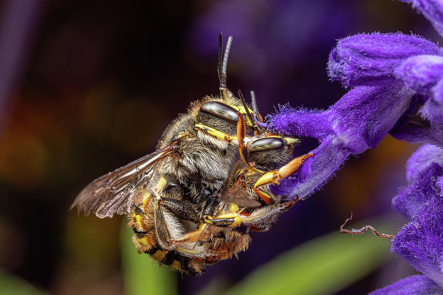 Mating Wool Carder Bees 2 Photograph by Brian Hale