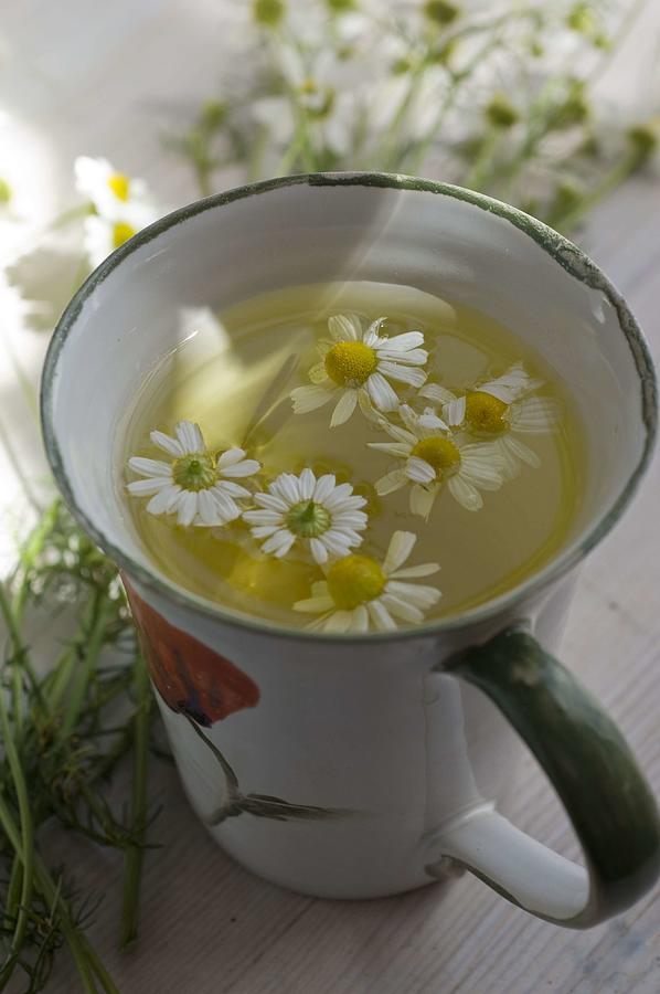 Matricaria Chamomilla, Flowers In Chamomile Tea Cup Photograph by Friedrich Strauss