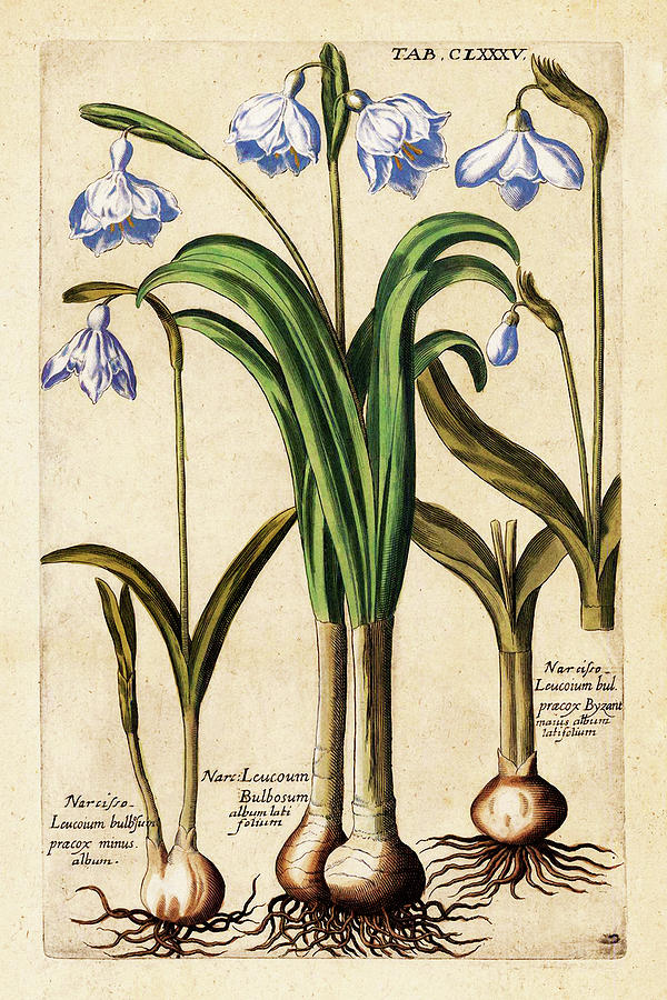 Flowers Still Life Mixed Media - Matthaeus Merian Narcissus-early1600s by Vintage Lavoie
