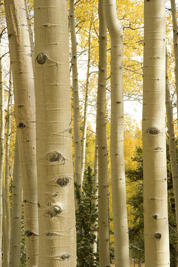 Mature Aspen Trunks In Fall Photograph by Chapin31