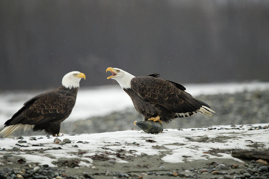 Mature Bald Eagle Holding A Salmon Head Photograph by William Mullins