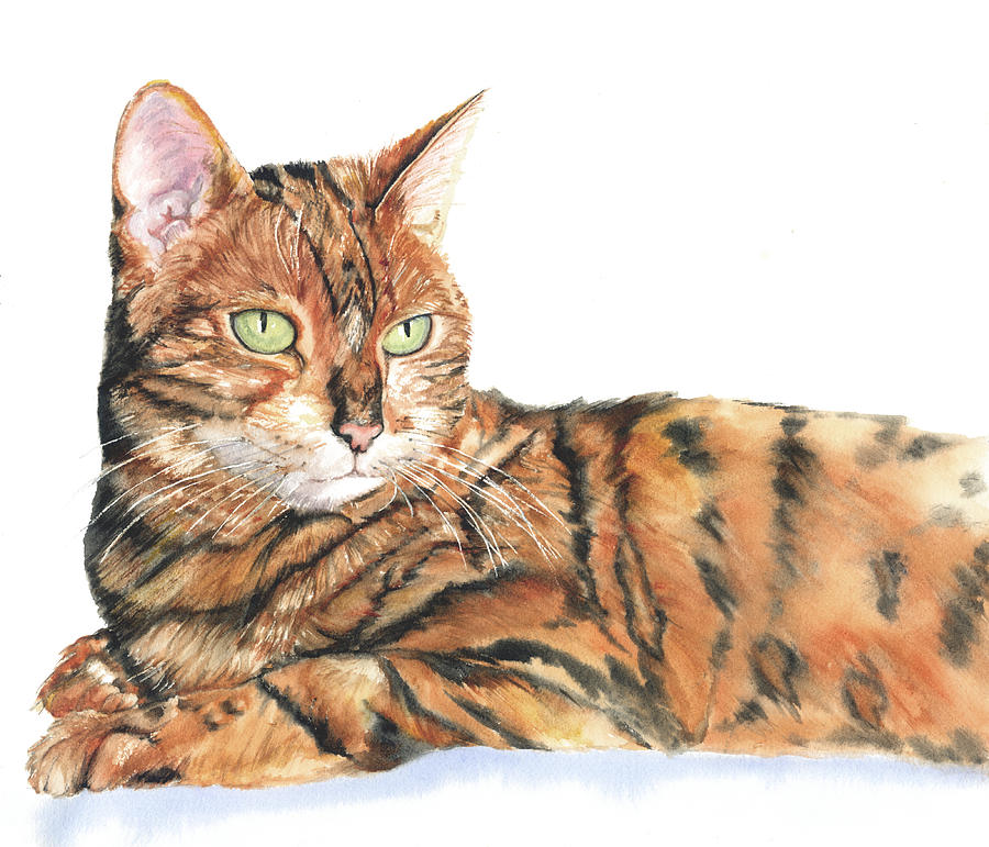 Everything You Need to Know About Bengal Cats