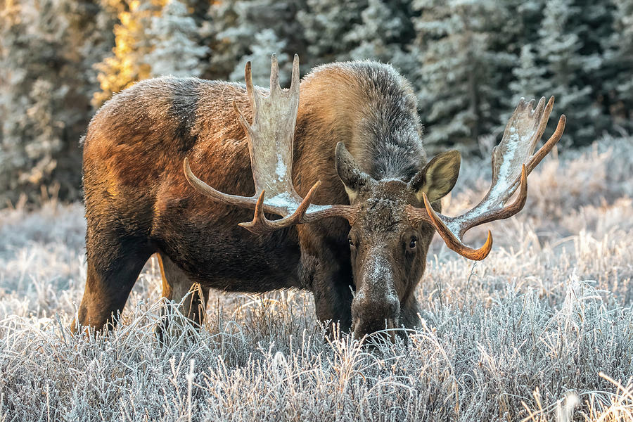 Moose Photograph - Mature Bull Moose  Alces Alces  Feeding by Doug Lindstrand