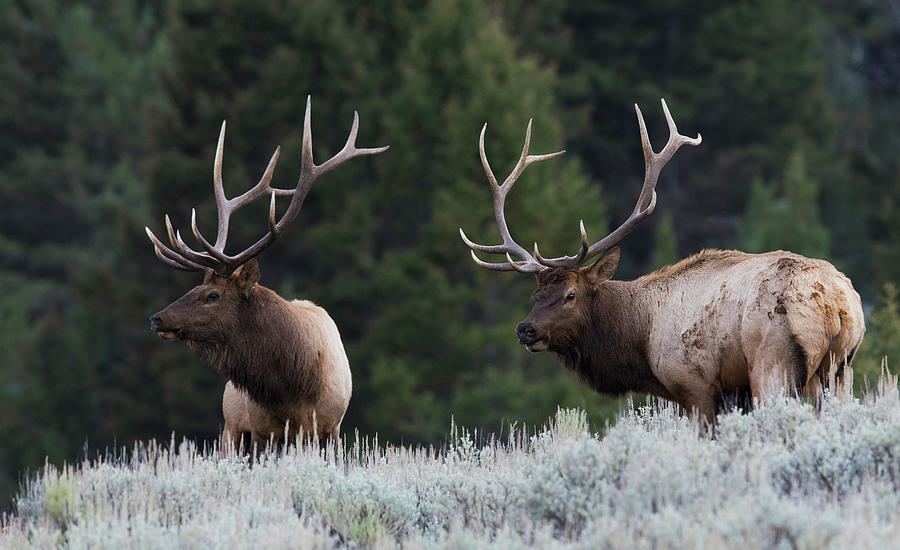 Mature Elk Bulls Sizing One Another Photograph by Ken Archer - Pixels