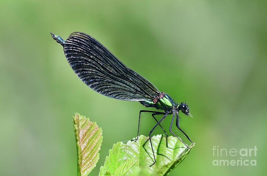 Wildlife Photograph - Mature Male Beautiful Demoiselle by Colin Varndell/science Photo Library