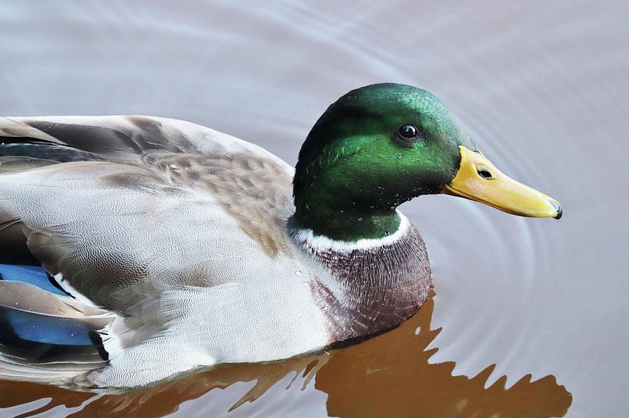 Mature Male Mallard Photograph by Diana Gastrow - Pixels