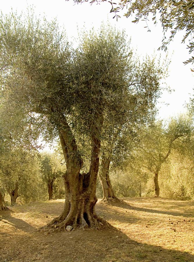 Mature Olive Trees In The Afternoon Sunshine Photograph by Imagerie