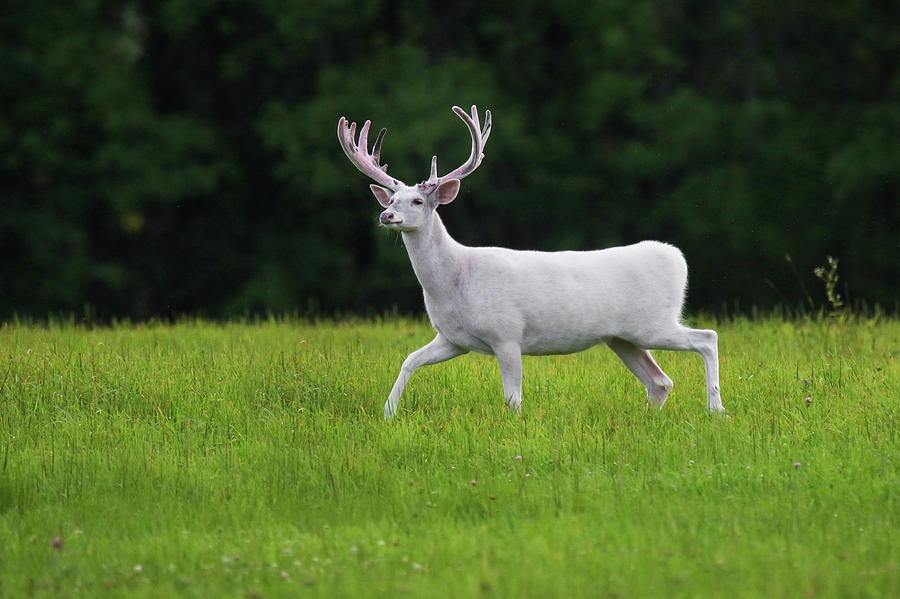 Mature White Buck Photograph by Brook Burling