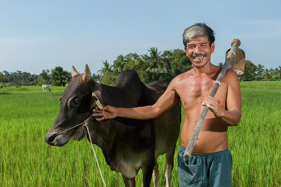 Matured Asian Farmer With Cow Photograph by Joakimbkk
