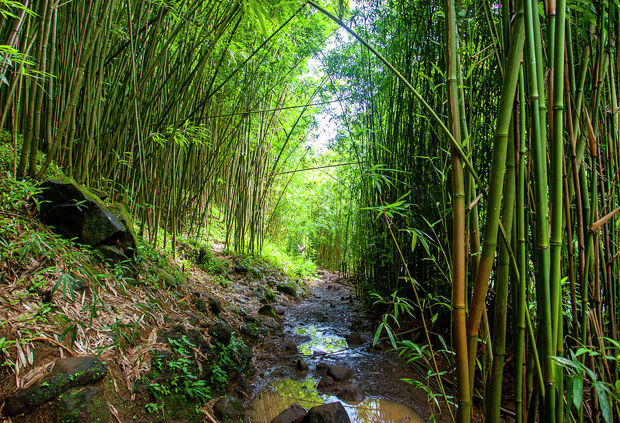 Maui Bamboo Forest Photograph by Anthony Jones