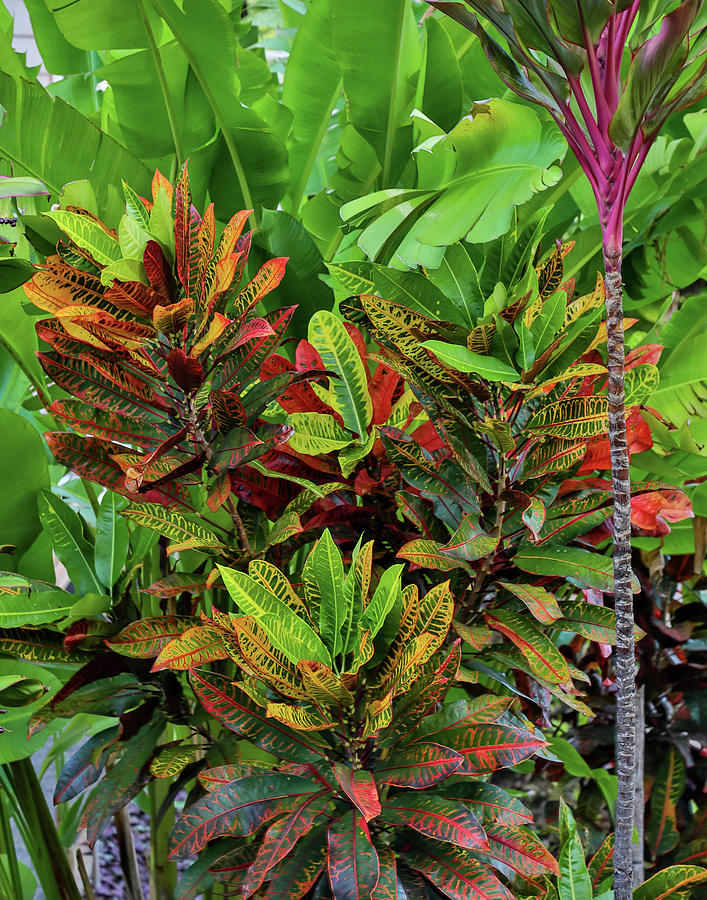 Maui, Hawaii Wailea And Group Planting Photograph by Darrell Gulin - Pixels