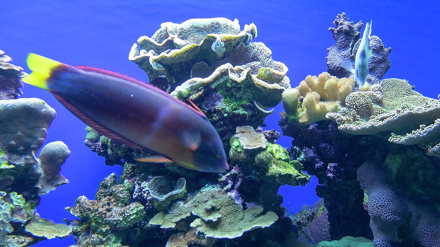Maui Ocean Center Aquarium #1 Photograph by Joe  Palermo