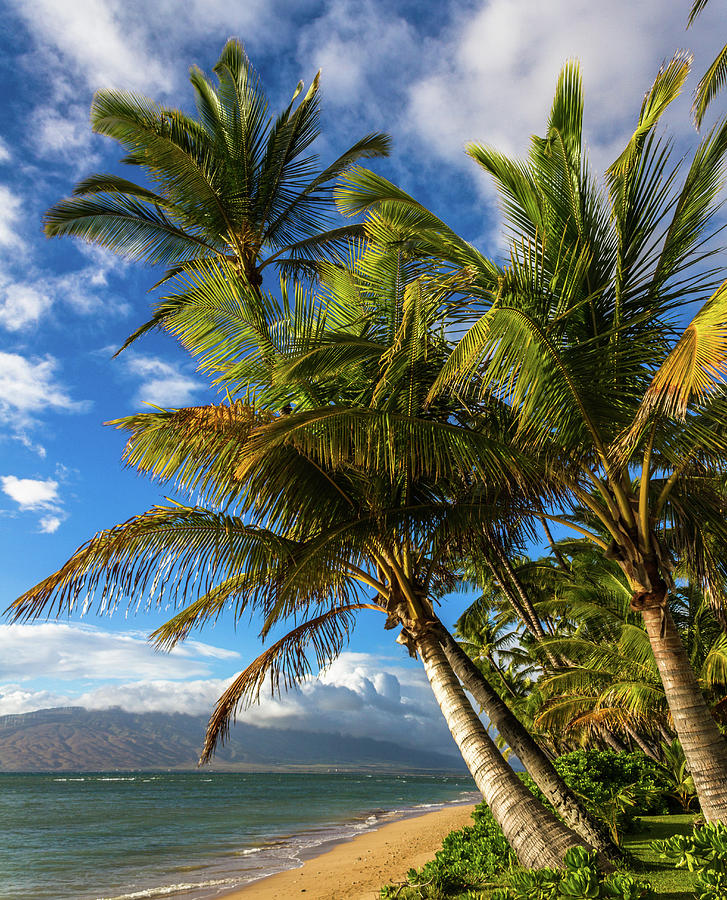 Maui Palm trees Photograph by Chris Spencer