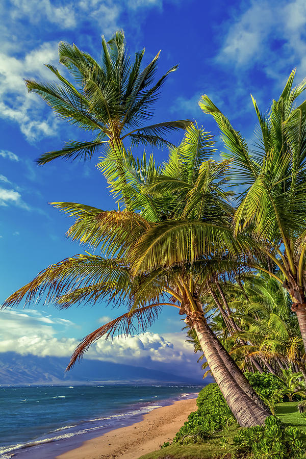 Maui Palms Photograph by Chris Spencer