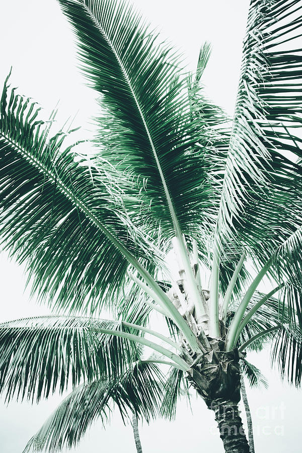 Maui Paradise Palm Hawaii Photograph
