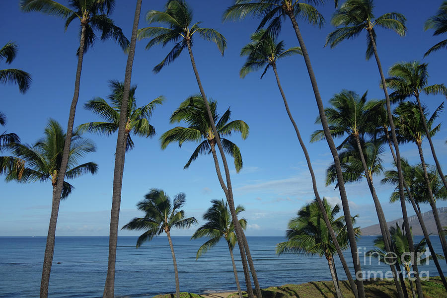 Maui Paradise by Wilko Van de Kamp Maui Paradise by Wilko Van de Kamp