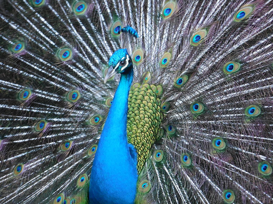 Peacock Photograph - Peacock Majesty Maui by Lisa Venable Peacock Photograph - Peacock Majesty Maui by Lisa Venable