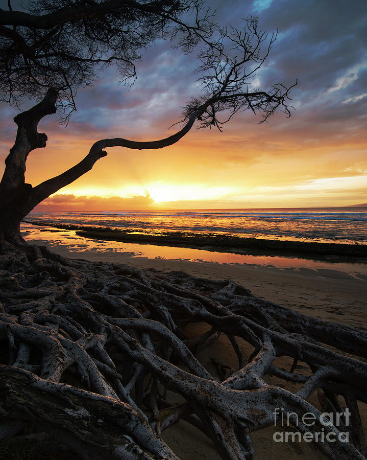 Maui Roots Photograph by Shannon Carson
