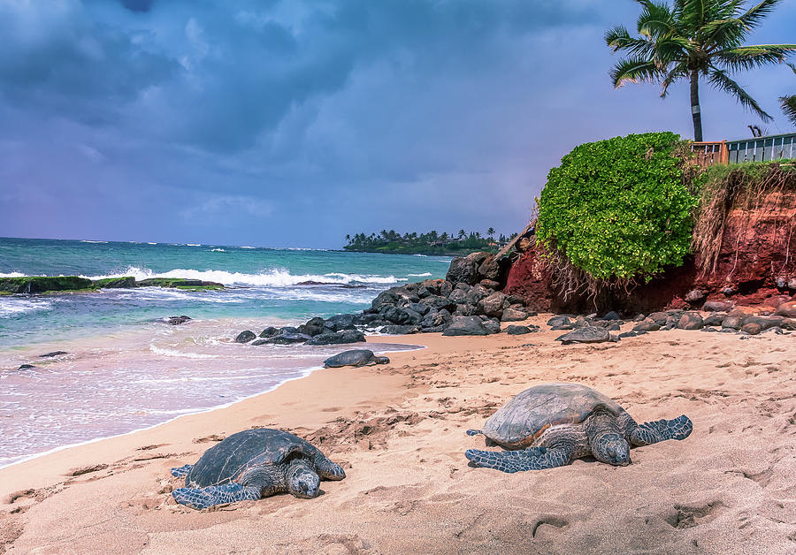 Maui Sea Turles Photograph by Chris Spencer