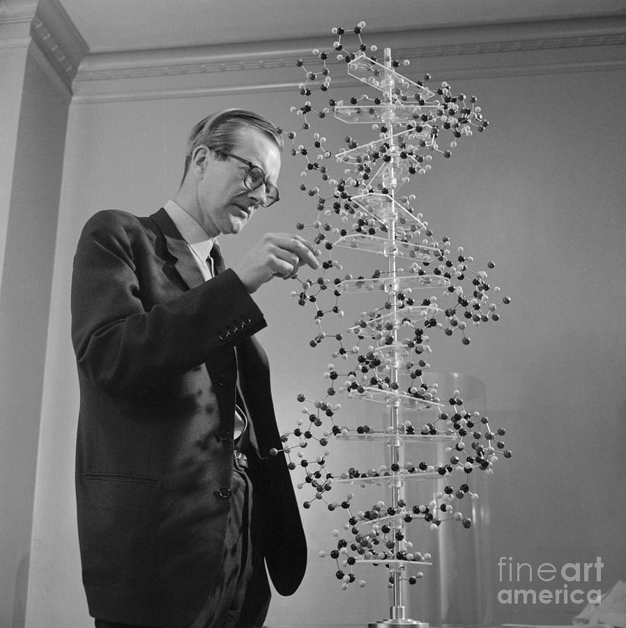 Maurice Wilkins Studying Dna Molecular Photograph by Bettmann