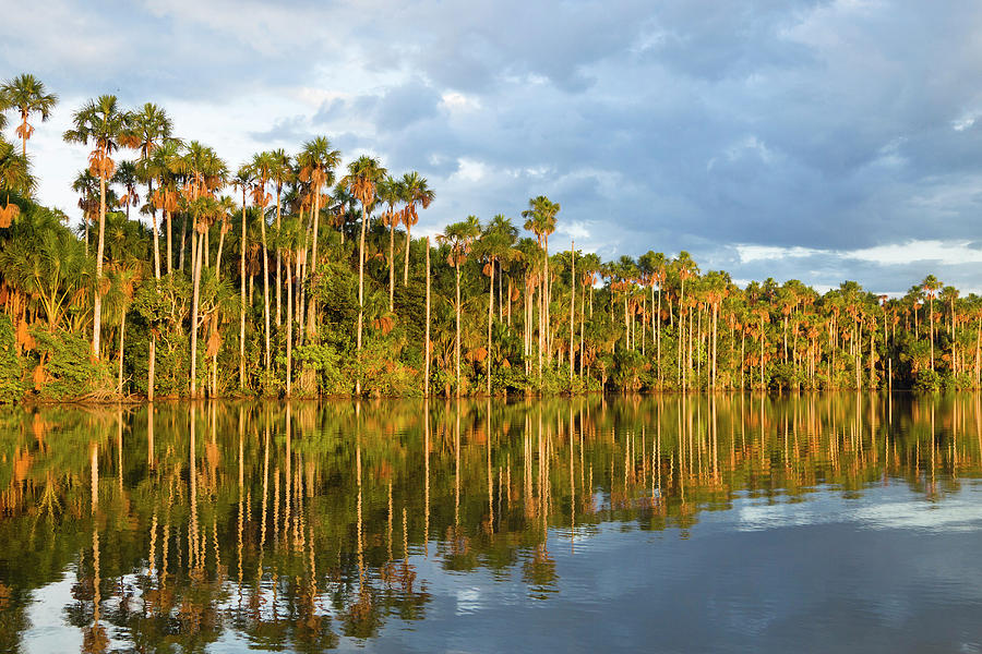 Mauriti Palm Trees, Buriti, Moriche Palms, At Sandoval Lake, Mauritia Flexuosa, Tambopata National Reserve, Peru, South America Photograph by Konrad Wothe