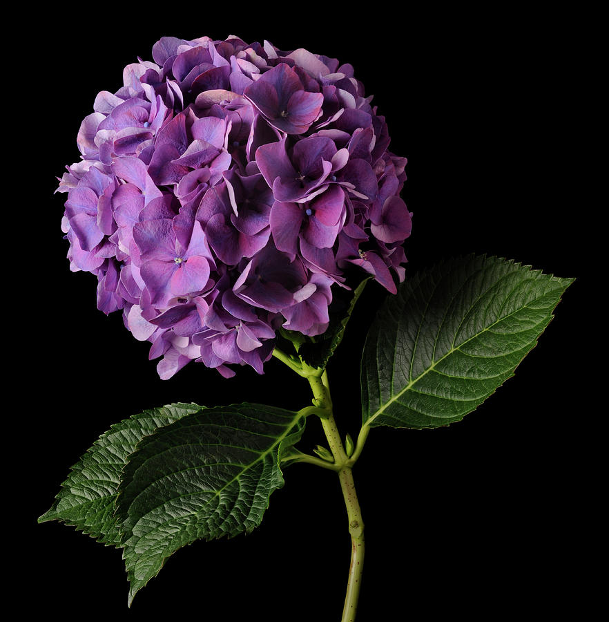 Mauve Hydrangea Flowerhead On Black Photograph by William Turner Mauve Hydrangea Flowerhead On Black Photograph by William Turner