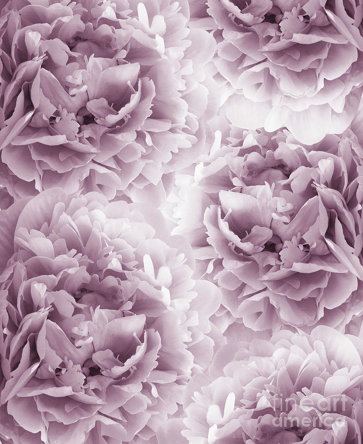 Flower Photograph - Mauve Peonies Dream #1 #floral #decor #art by Anitas and Bellas Art