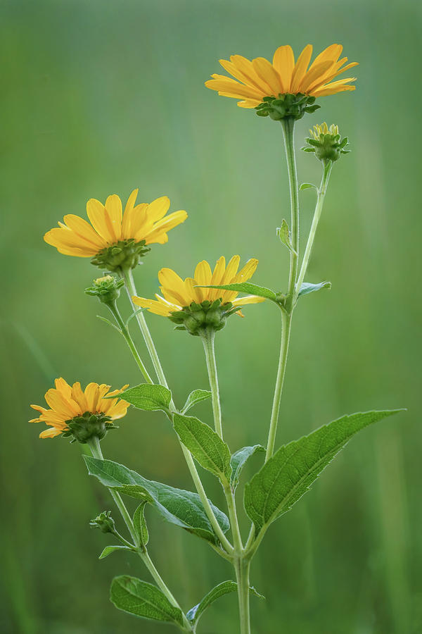 Maximilian Sunflower - No 1 Photograph by Nikolyn McDonald