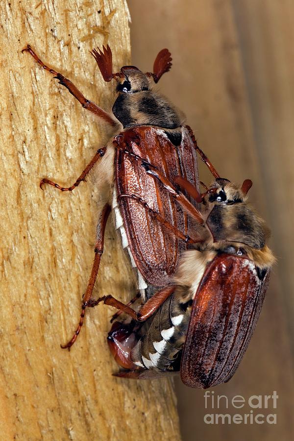 May Bugs Copulating Photograph by Dr Keith Wheeler/science Photo Library