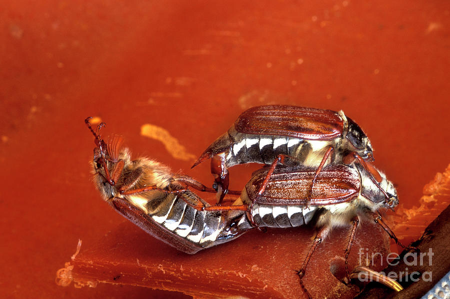 May Bugs Mating Photograph by Dr Keith Wheeler/science Photo Library