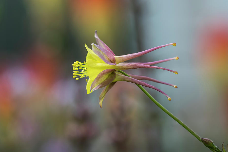 May Columbine by Robert Potts May Columbine by Robert Potts