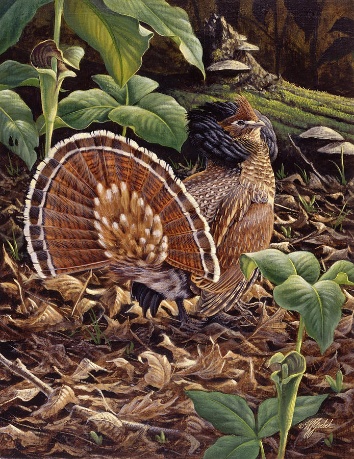 ruffed grouse painting