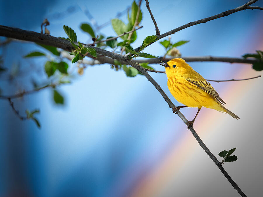 May I Sing Now? Photograph by Robert O Endres May I Sing Now? Photograph by Robert O Endres
