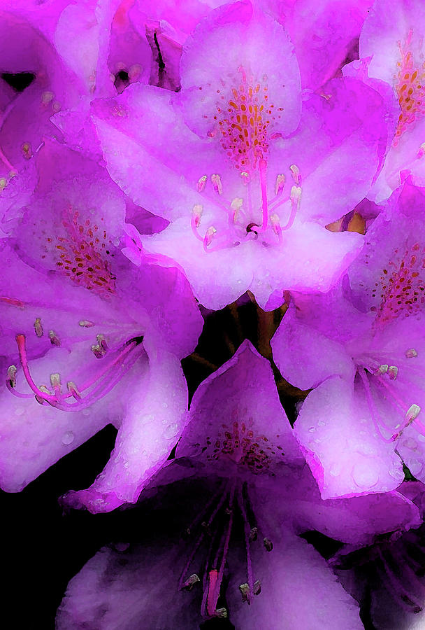 May Rhododendron by SL Ernst May Rhododendron by SL Ernst