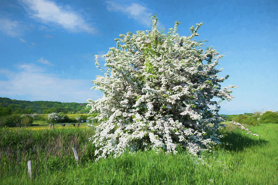 May Tree in Bloom Painted Digital Art by Roy Pedersen