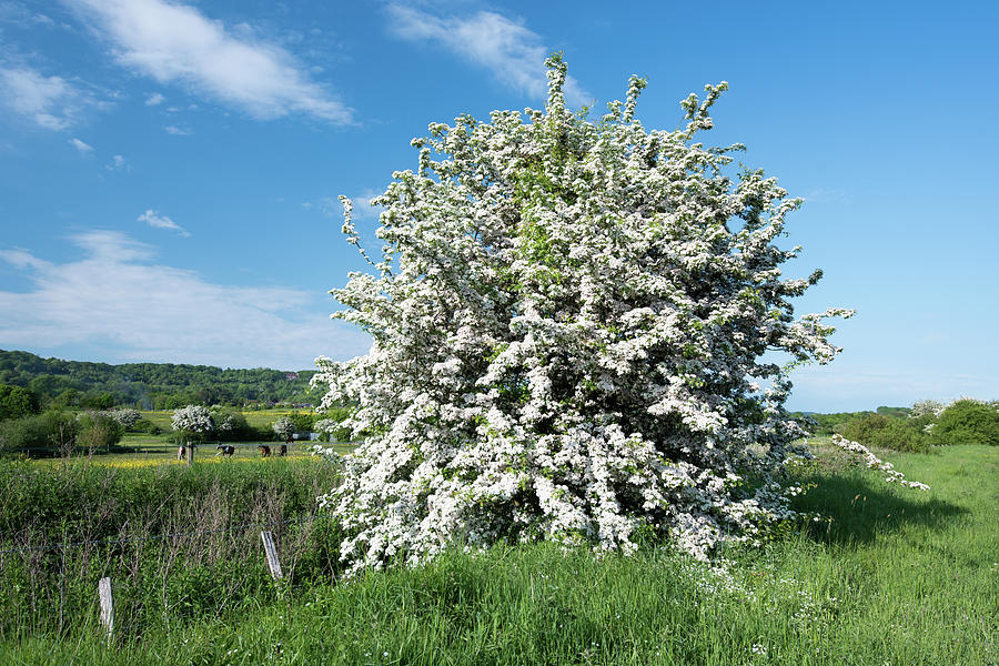 May Tree in Bloom Photograph by Roy Pedersen