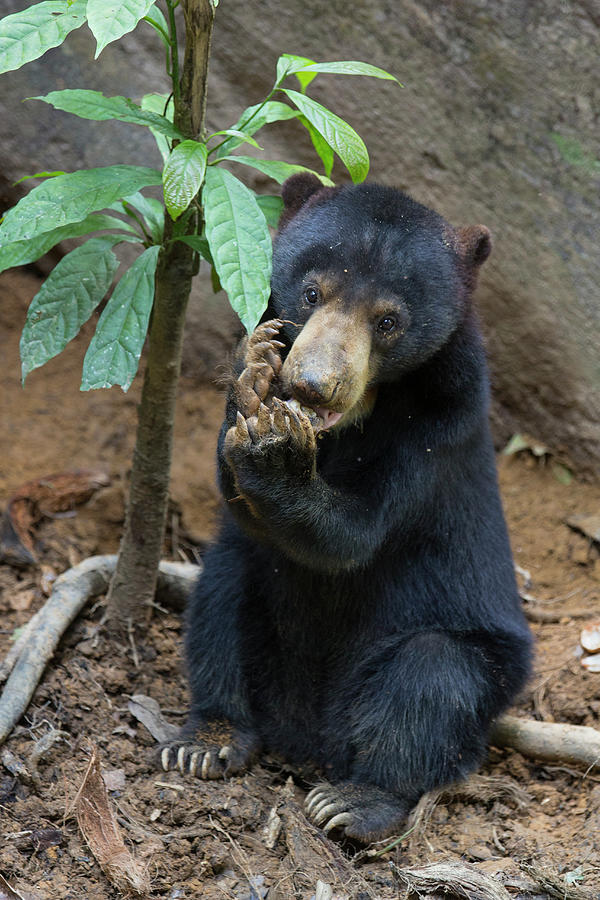 Mayalsian Sun Bear Cub Feeding Photograph by Suzi Eszterhas | Fine Art ...