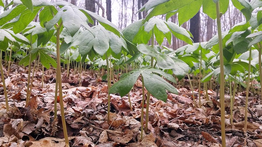 Mayapples In The Woods Photograph