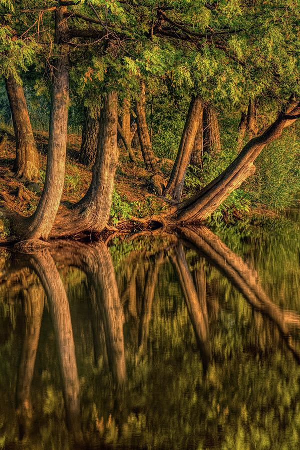 Mayflower Lake Cedars Photograph by Dale Kauzlaric