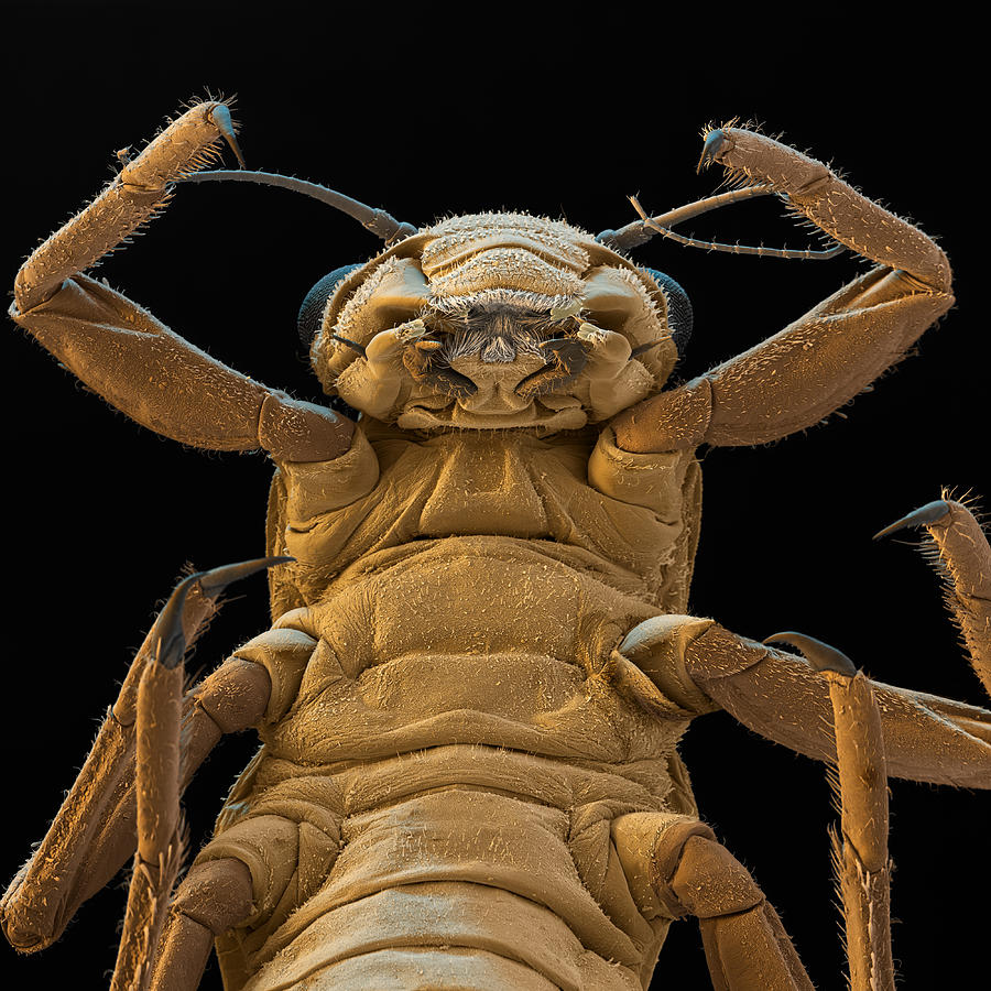 Mayfly Larva, Ventral View, Sem Photograph by Meckes/ottawa | Fine Art ...