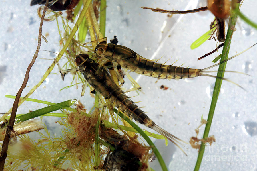 Mayfly Nymphs Photograph by Dr Keith Wheeler/science Photo Library - Pixels