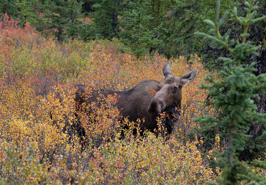 MC21 Moose In Tundra Photograph by Judy Syring | Fine Art America