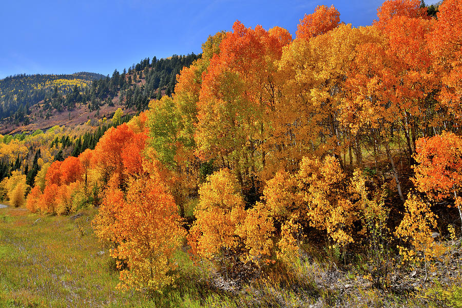 McClure Pass Colorful Aspens Photograph by Ray Mathis