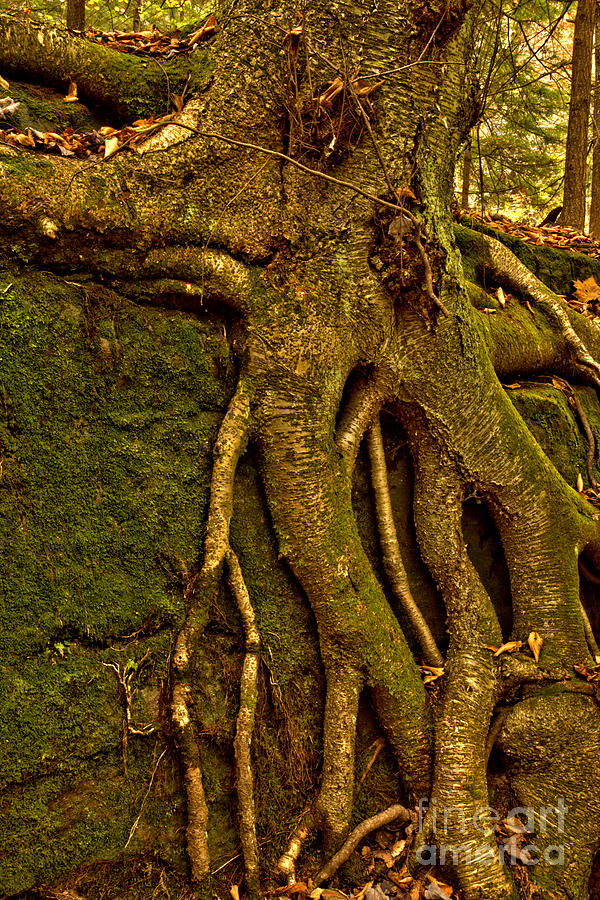McConnells Mill Forest Roots Photograph by Adam Jewell